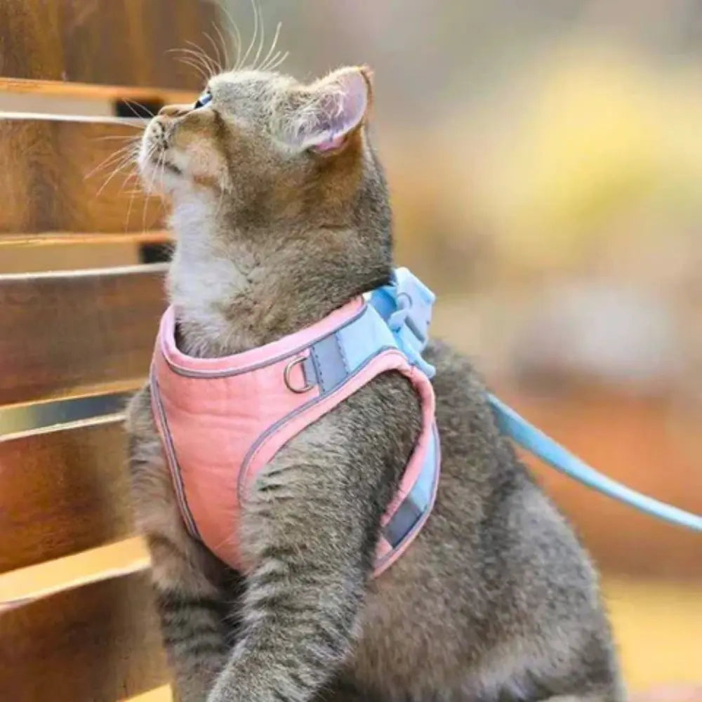 Harnais de Promenade pour Chat