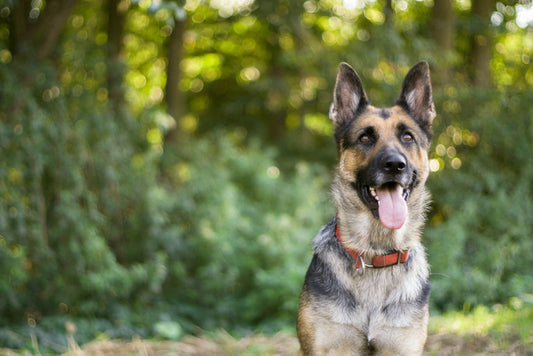 Chien enjoué profitant d'une séance de brossage des dents, de toilettage et de consultation chez le vétérinaire, reflétant les meilleures pratiques d'hygiène et de soins canins.