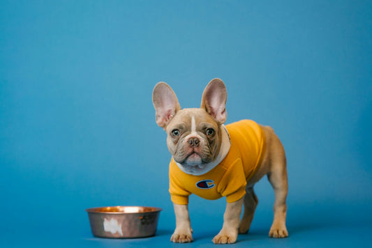 Chiot apprenant les ordres de base avec un entraîneur professionnel pour une éducation canine positive et bienveillante