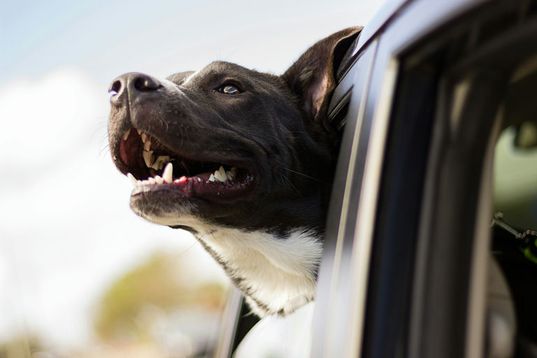 Chien heureux pendant le toilettage pour illustrer les conseils d'hygiène et de bien-être canins