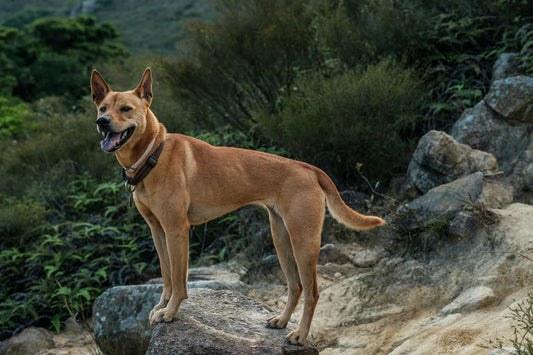 Chien heureux lors d'une séance de toilettage avec des outils et produits d'hygiène pour un pelage soigné et brillant