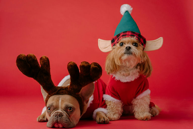 Chien heureux pendant le toilettage pour la santé et l'hygiène canine