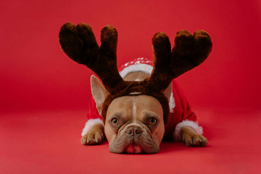 Chien heureux se faisant brosser attentivement par son propriétaire mettant en pratique les conseils de soins et d'hygiène canins.