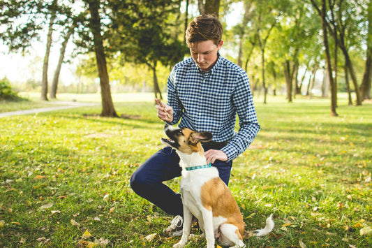 Chien heureux se faisant brosser le pelage pendant sa routine de toilettage essentielle à une bonne santé