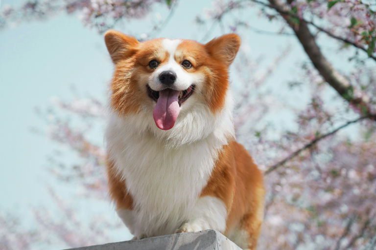 Maitre heureux éduquant son chien avec renforcement positif pour une cohabitation harmonieuse.