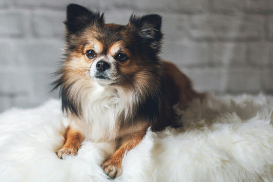 Chien heureux jouant dans un parc ensoleillé reflétant un mode de vie sain et actif