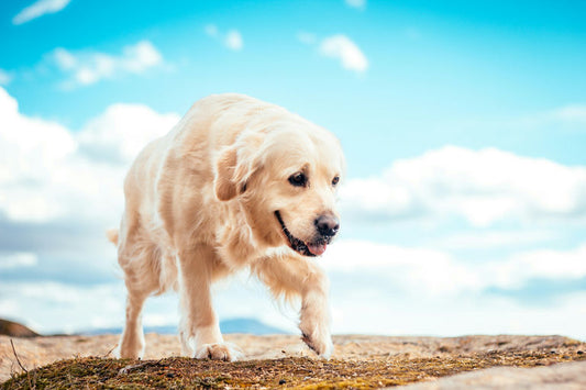 Chien heureux jouant dans un parc avec son propriétaire, illustrant les conseils de bien-être et d'exercice pour une vie saine