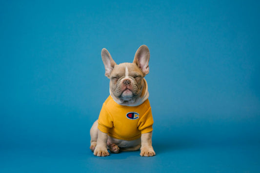 Chien heureux jouant avec un jouet interactif dans un environnement sécurisé symbolisant le bien-être et le bonheur canin selon les conseils d'alimentation, exercice, socialisation et soins de santé.