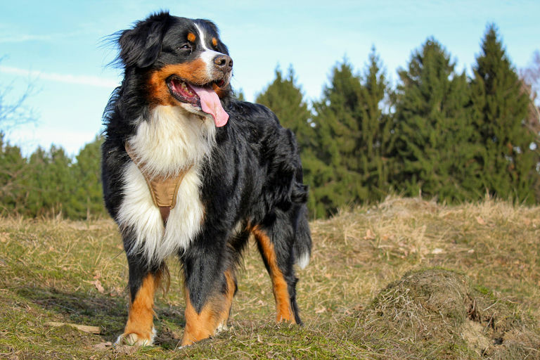 Chien jouant avec un jouet interactif sur un lit orthopédique dans un environnement sûr et confortable