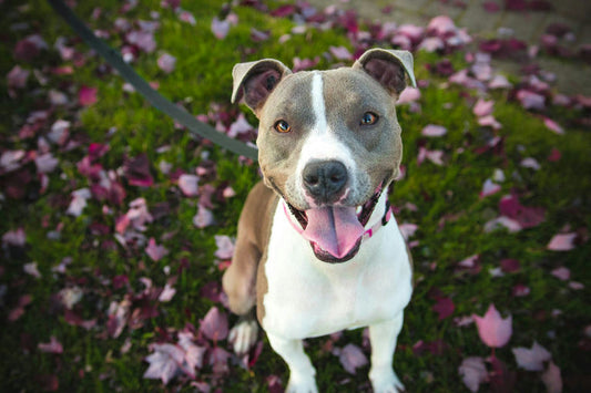 Chien en bonne santé profitant d'un toilettage complet avec des produits d'hygiène adaptés pour le bien-être canin