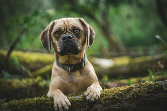 Guide d'hygiène canine avec chien étant brossé et toiletté, des produits de soins et une brosse à dents pour animaux