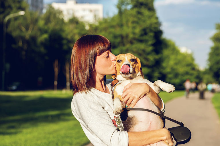 Chien heureux se faisant brosser le pelage pour illustrer les soins et l'hygiène canins essentiels