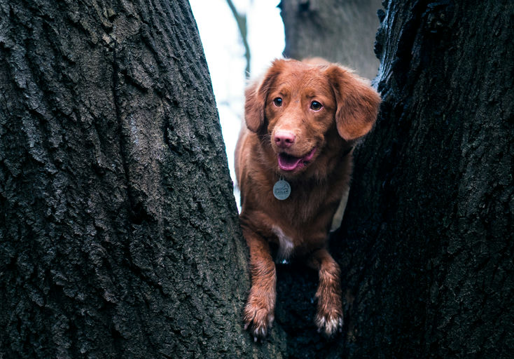 Chien en pleine forme recevant des soins d'hygiène essentiels, avec toilettage, alimentation équilibrée et prévention des parasites