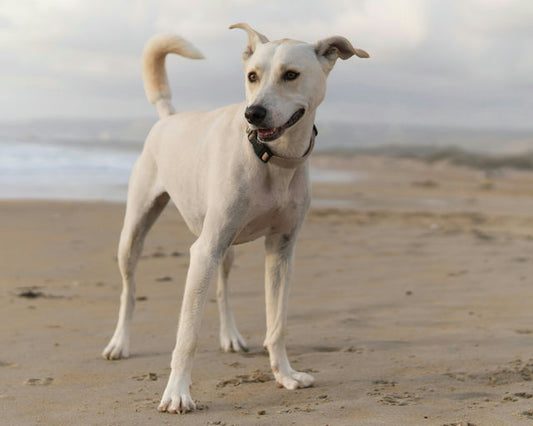 Guide complet sur la nutrition optimale pour chiens avec des croquettes, de la nourriture humide, et des compléments alimentaires