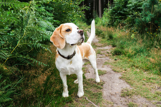 Chien heureux recevant des soins d'hygiène avec des produits spécifiques pour toilettage, brossage, alimentation saine et soins dentaires