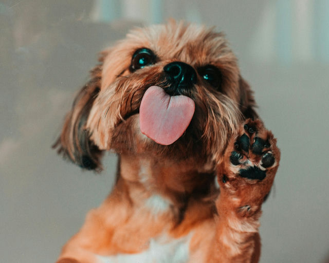 Chien heureux entouré de ses accessoires sélectionnés pour la santé et le confort