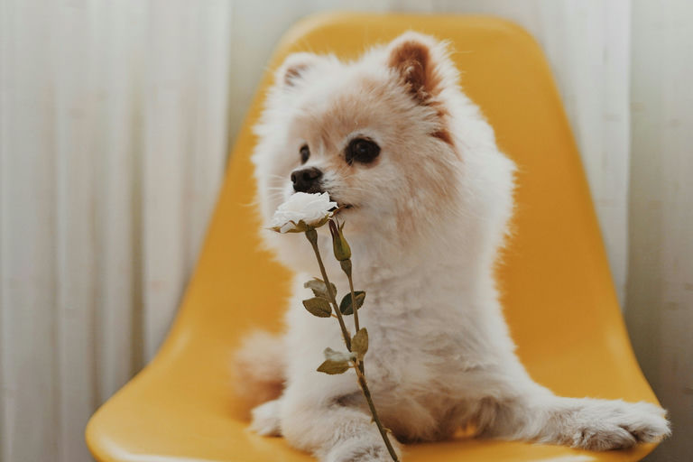 Image d'un chien heureux portant un collier de haute qualité et couché sur un lit en mousse à mémoire de forme, entouré d'accessoires pour chiens durables et sûrs