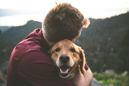 Articles essentiels pour le bien-être du chien incluant nourriture de qualité, jouets variés, lit confortable, accessoires de promenade sécurisés, produits de toilettage, trousse de santé et matériel de dressage