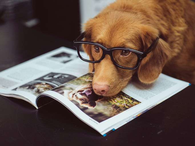 Chien heureux pendant le toilettage avec brosses et produits de soin spécifiques