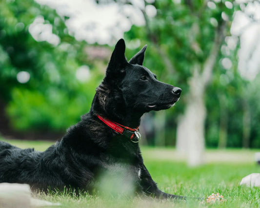 Chien heureux jouant dans un parc, symbole de vie saine et de bien-être canin