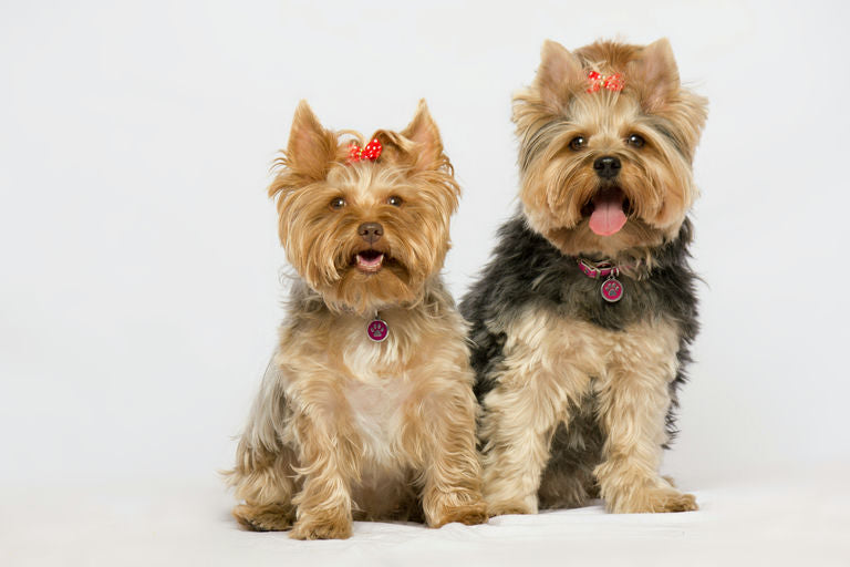 Chien heureux après un toilettage complet reflétant les pratiques de soins et d'hygiène canines pour le bien-être animal