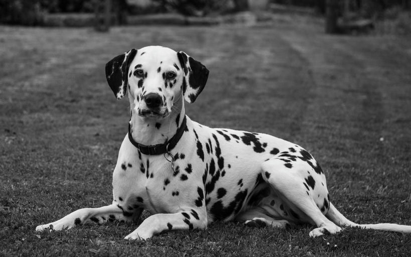 Chien heureux profitant d'une alimentation équilibrée, exercice physique, confort de repos, stimulation mentale et soins réguliers pour une vie harmonieuse