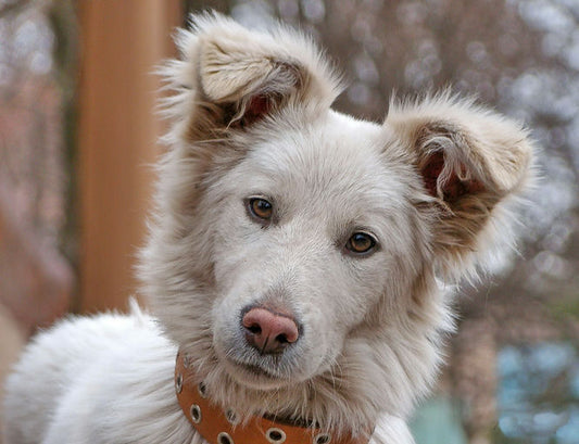 Chien en bonne santé mangeant des croquettes équilibrées avec bol d'eau frais à côté