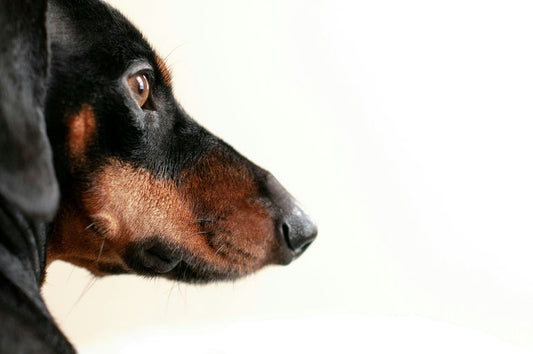 Chien heureux recevant des soins d'hygiène, brossage de pelage, nettoyage des dents et taille des griffes pour le bien-être canin