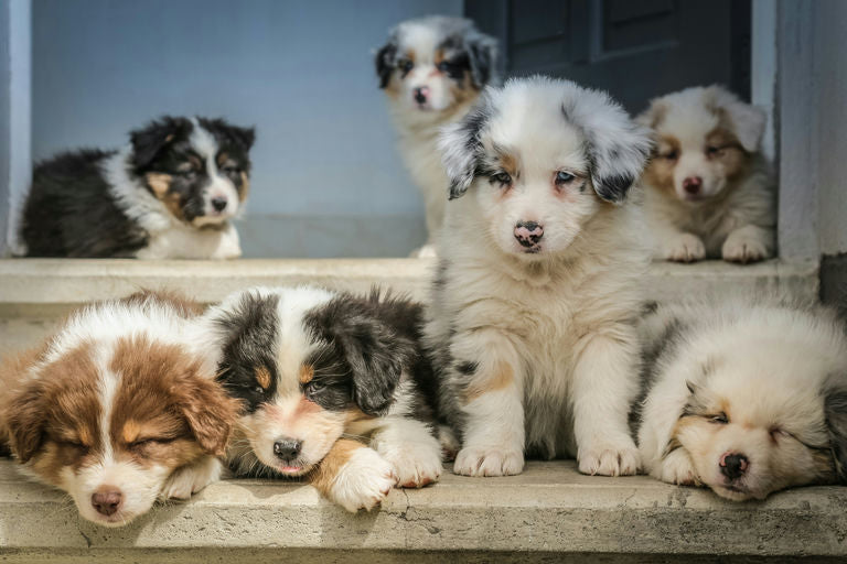 Maître éduquant son chien avec tendresse et renforcement positif dans un environnement paisible