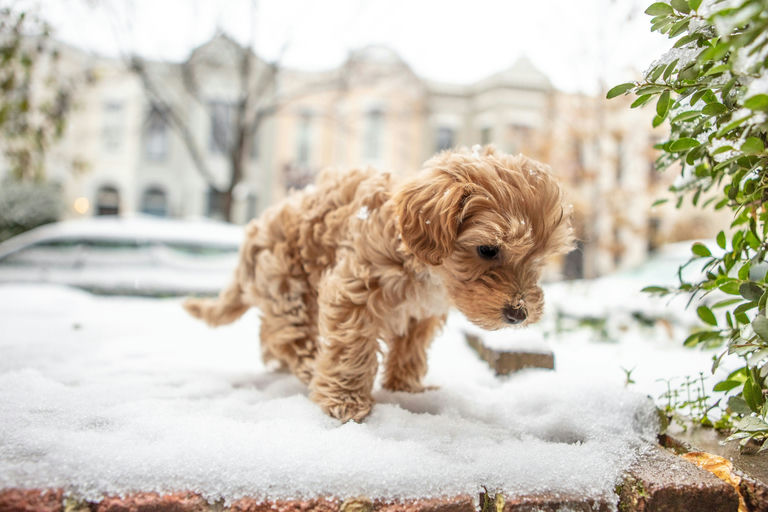 Chien en bonne santé mangeant des croquettes équilibrées avec bol d'eau frais à côté