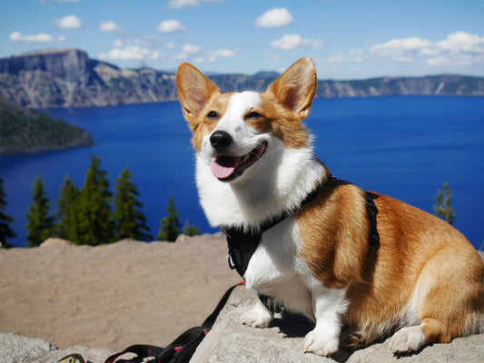 Chien bénéficiant de soins de toilettage et de bien-être avec des outils spécialisés pour sa santé