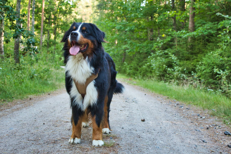 Chien en train de prendre un bain avec des produits de toilettage adaptés à ses besoins pour une hygiène optimale