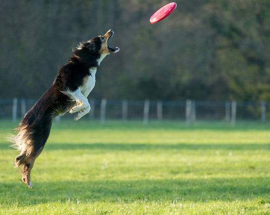 Maître et chien heureux en séance d'éducation canine pour un comportement équilibré