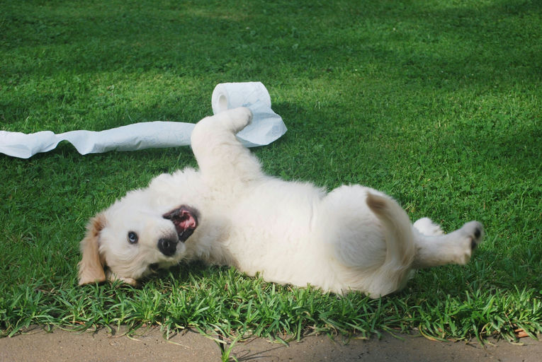 Chien en pleine santé profitant d'un toilettage complet et d'une alimentation équilibrée pour une hygiène optimale