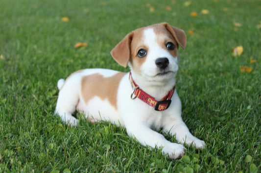 Éducateur professionnel pratiquant le renforcement positif avec un chien obéissant lors d'une séance de dressage en plein air