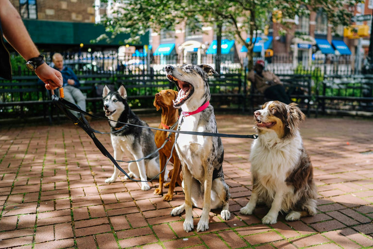 Guide pratique pour la santé et l'hygiène canine incluant conseils sur le bain, l'alimentation, les soins dentaires, et l'exercice pour un chien heureux et en bonne santé