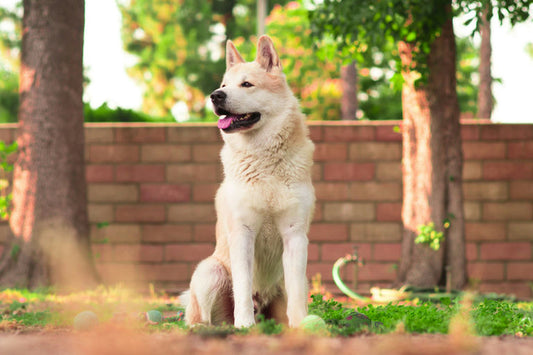 Guide de toilettage complet pour propriétaire de chien en train de brosser son animal heureux