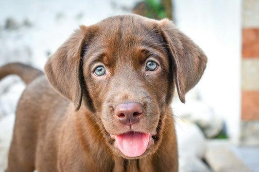 Tableau complet des composants d'une alimentation canine équilibrée avec des sources de protéines, glucides, matières grasses, vitamines, minéraux et un bol d'eau