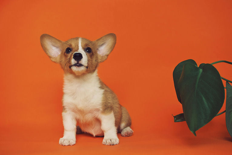 chien joyeux se régalant d'un repas équilibré mis en valeur par des informations sur la nutrition canine adaptée