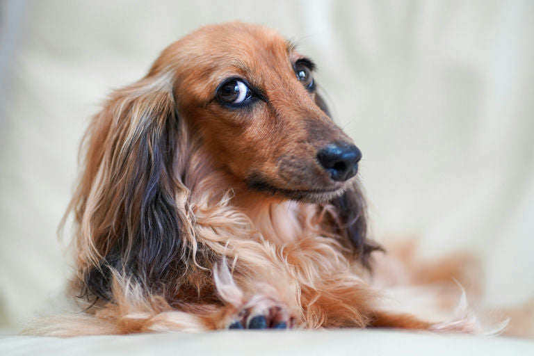 Chien heureux apprenant des ordres grâce à des techniques d'éducation positive et des jouets éducatifs