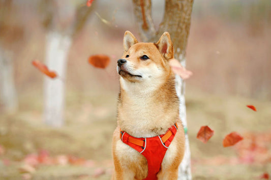 Chien heureux mangeant une alimentation équilibrée riche en protéines, légumes et céréales entières