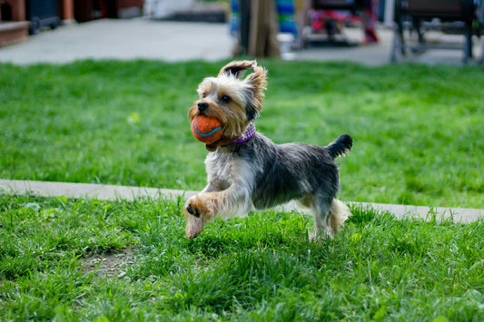 Chien en pleine séance de brossage pour illustrer un soin complet et hygiène quotidienne des animaux de compagnie