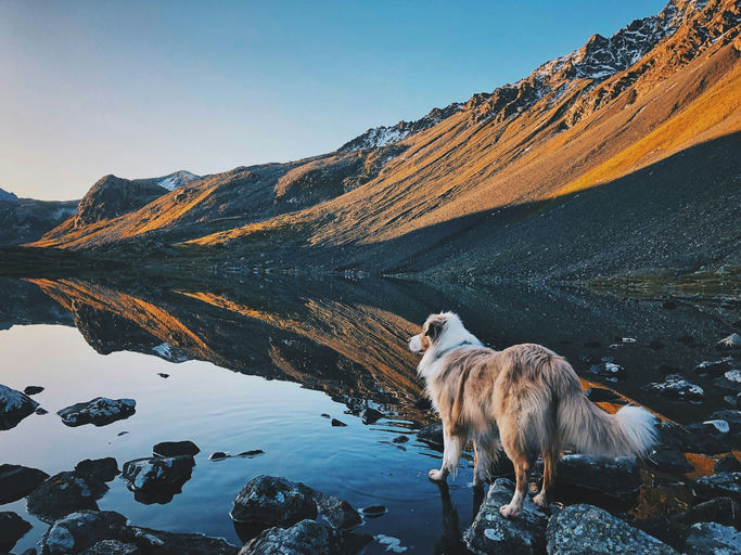 Chien heureux pendant le toilettage avec des produits d'hygiène pour un soin complet et bien-être animal