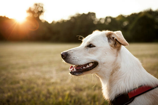 Propriétaire récompensant son chien obéissant lors d'un entraînement d'éducation et de comportement canins