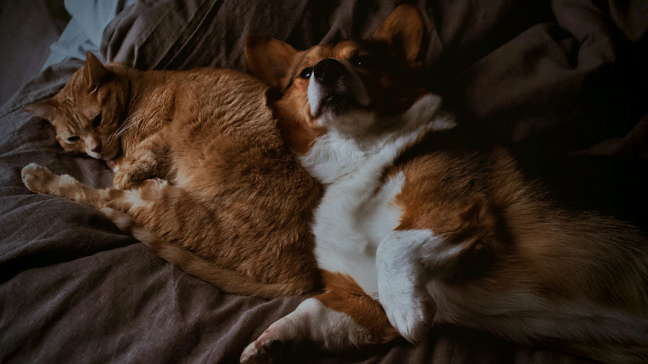 Propriétaire souriant effectuant le toilettage quotidien de son chien pour une hygiène parfaite