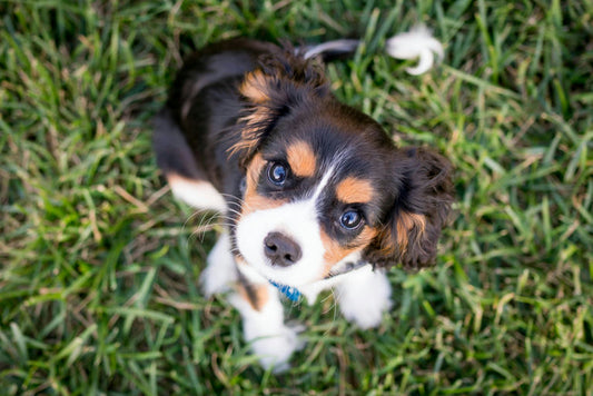 Chien heureux mangeant une alimentation équilibrée avec des protéines, des légumes et des céréales complètes pour une vie saine