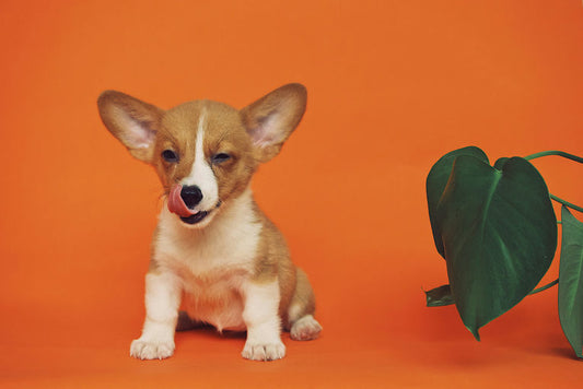 Chien heureux mangeant des croquettes équilibrées pour un régime sain selon le guide de nutrition et bien-être canin