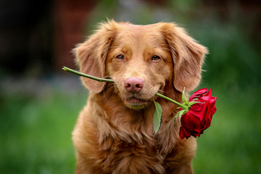 chien-joyeux-dans-un-jardin-sain-équilibre-alimentaire-et-exercices-avec-propriétaire-heureux