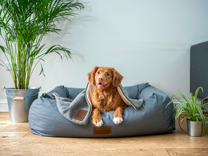 Chien heureux jouant dans le parc pour illustrer les conseils en santé et bien-être canins