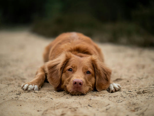 Chien heureux se nourrissant d'une alimentation équilibrée et complète pour une santé optimale